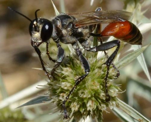Prionyx lividocinctus